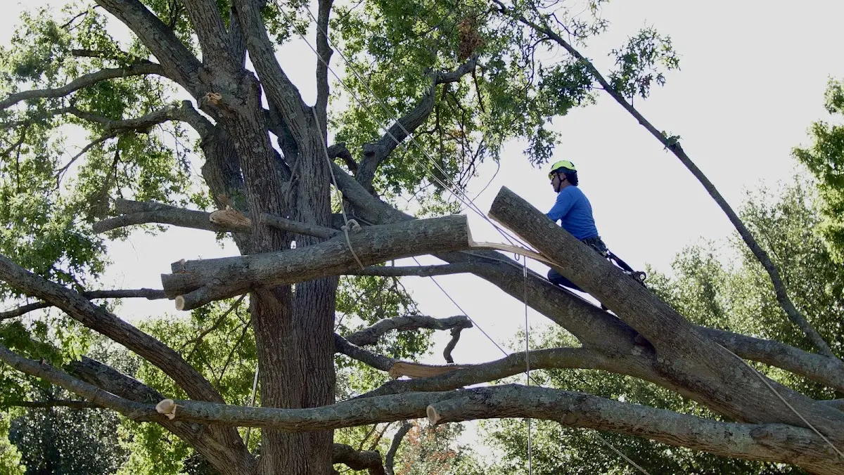 Professional Hazardous Tree Removal performed by certified arborists in Lenox